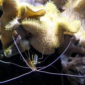 Реферат: Живые организмы мирового океана: детритофаги и редуценты