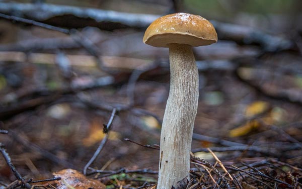 Многообразие грибов в жизни человека