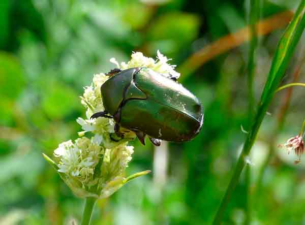 Июньский жук (описание, виды, где обитают)