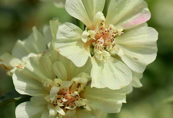 Цветок Целазия