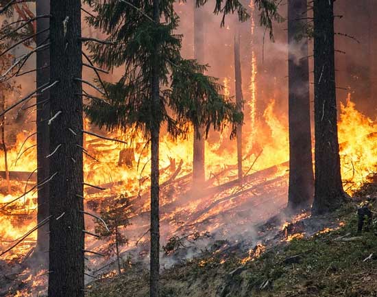 Лесной пожар (причины и последствия)