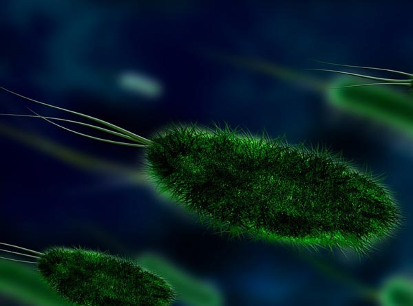 Роль бактерий в природе